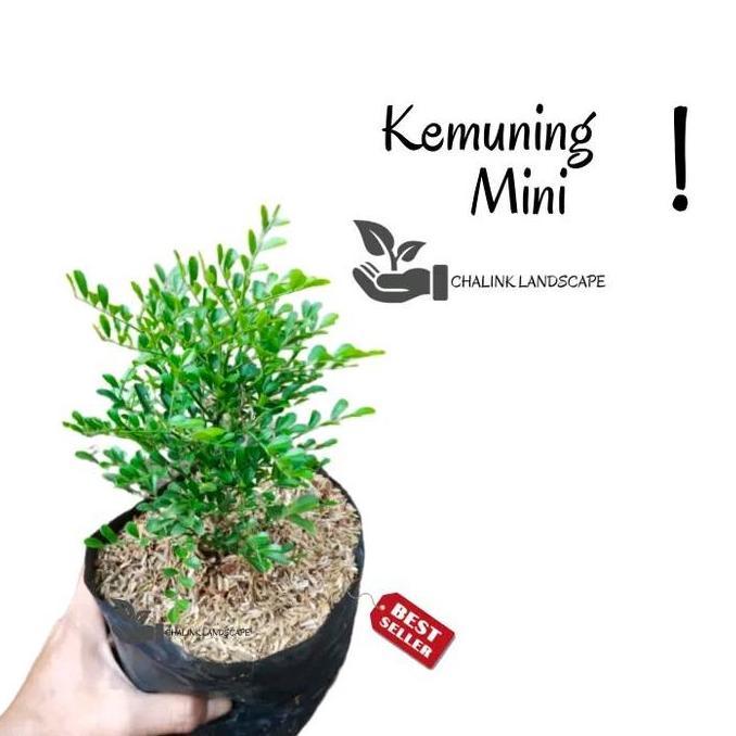 Parque - Tanaman Bunga Kemuning Mini / Bonsai Kemuning / Bunga Kemuning Wangi / Tanaman Bunga Wangi 