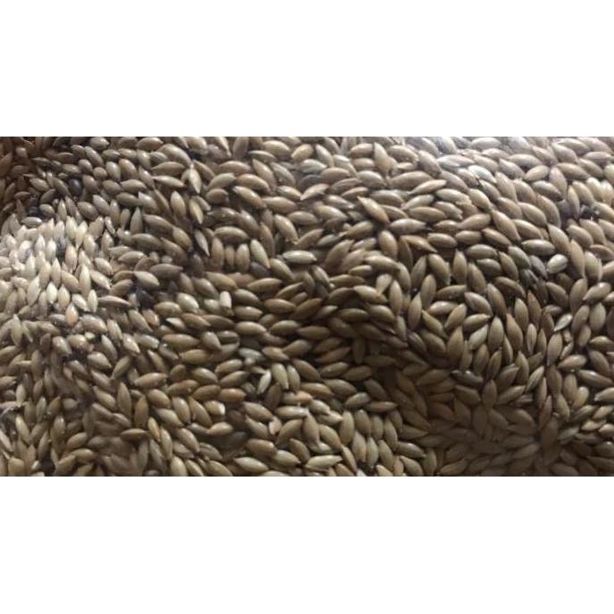 Canary Seed - Kenari Seed - Biji Kenari - Pakan Burung Kenari
