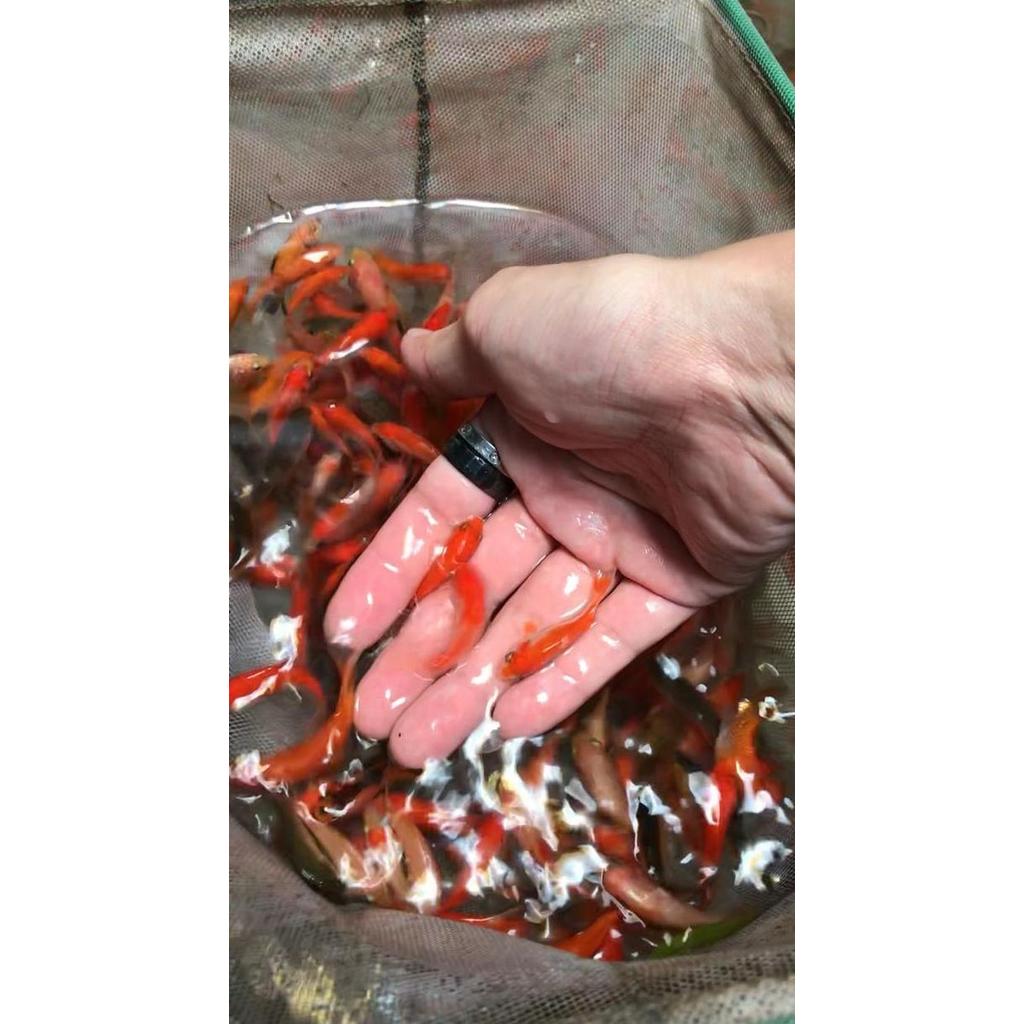 Ikan Mas Hidup Pakan Predator Makanan Ikan Bibit Ikan Mas
