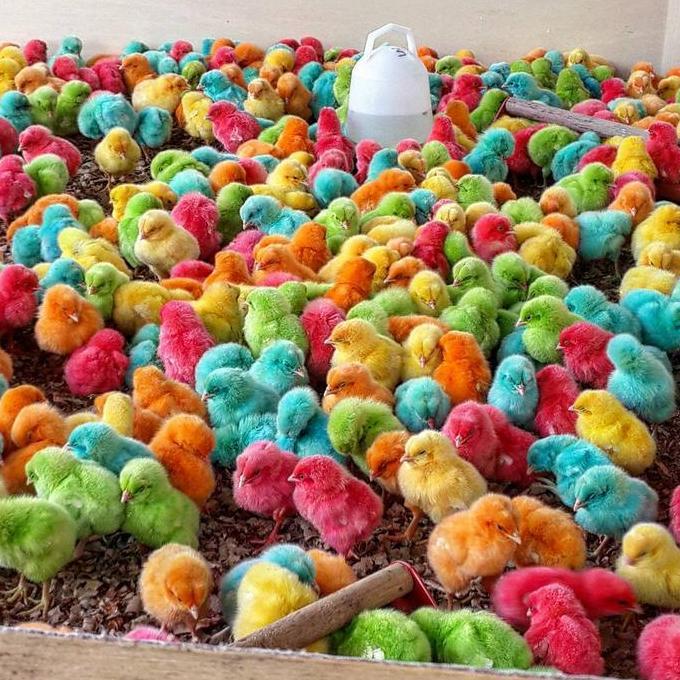 Anak Ayam Warna Warni Hidup Ayam Pelangi Super Beli 10 Free 1