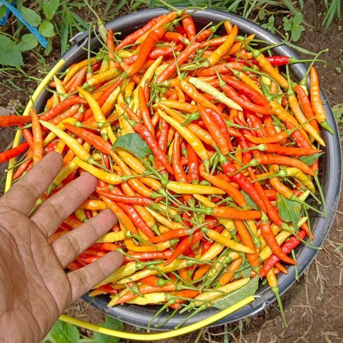 Benih Cabe Lokal Minahasa 26 gram (4000 lebih benih)