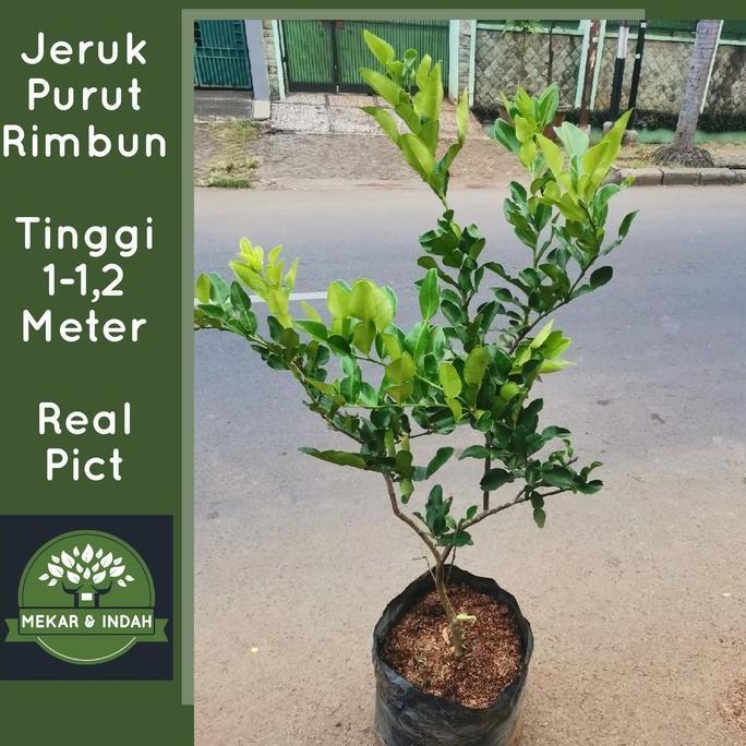pohon jeruk purut besar, tanaman jeruk purut rimbun