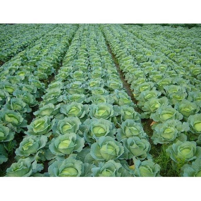 Benih Kubis Hibrida KK Cross 20 ml Takii Seed Bibit Unggul Tahan Penyakit Hidroponik Kualitas Impor