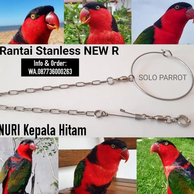 >*>*>*>*] Rantai Nuri Kepala Hitam