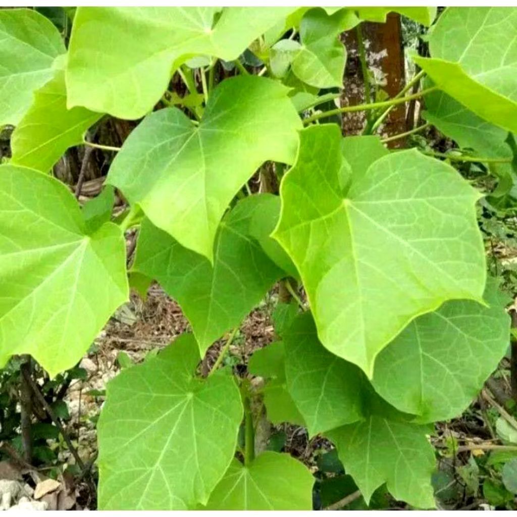 10 Daun Jarak Arab Asli Segar | Obat herbal | Obat Tradisional