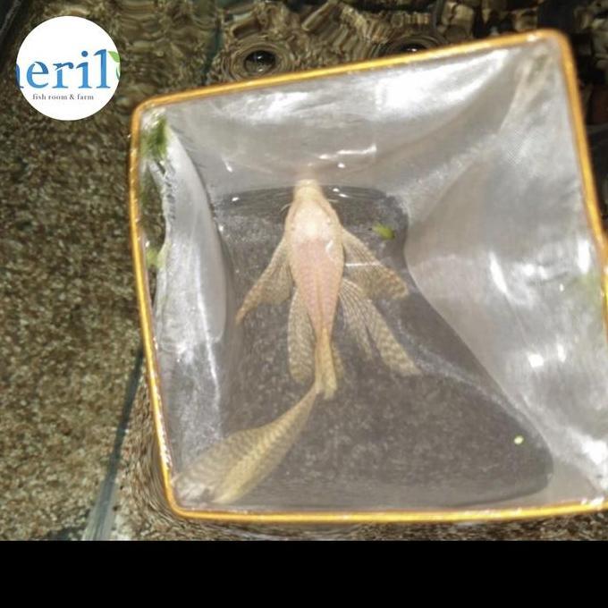 BEBAS ONGKIR - Albino Brushmouth Slayer pleco size Indukan muda 8-10cm, Satu Pasang / sapu pleco Jan