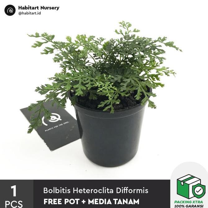 Promo Bolbitis Heteroclita Difformis 'Mini Bolbitis' - Tanaman Paludarium Cod