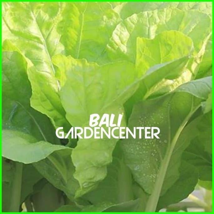 Promo Benih Biji Sawi Keriting Samhong - Samhong King Cod