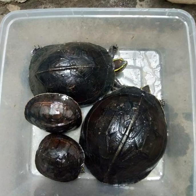 kura ambon atau kura piput bonus pelet