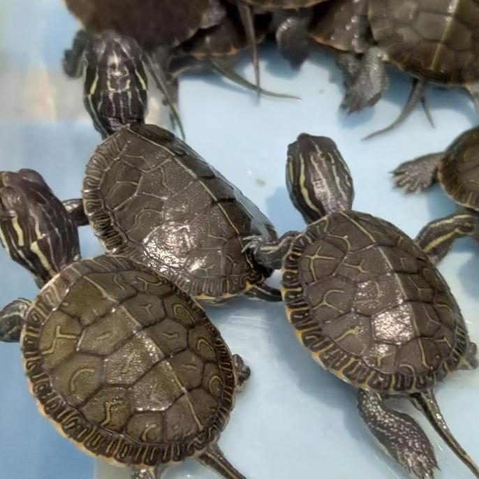 kura kura air picta belly painted turtle