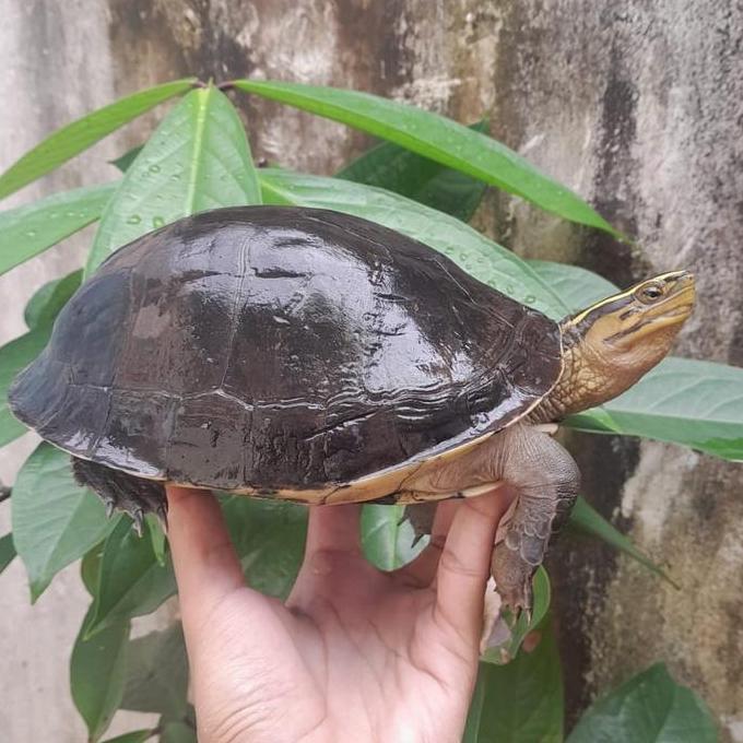 hiasan kura kura Ambon batok