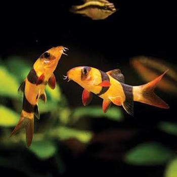 Fishgod- Botia Badut