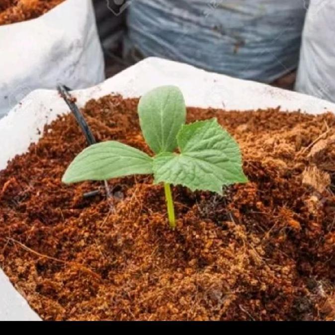 cocopid cocopet media tanam yang penuh nutrisi agar cepat berbuah GEMBUR SUBUR BAGUS UNTUK TANAMAN