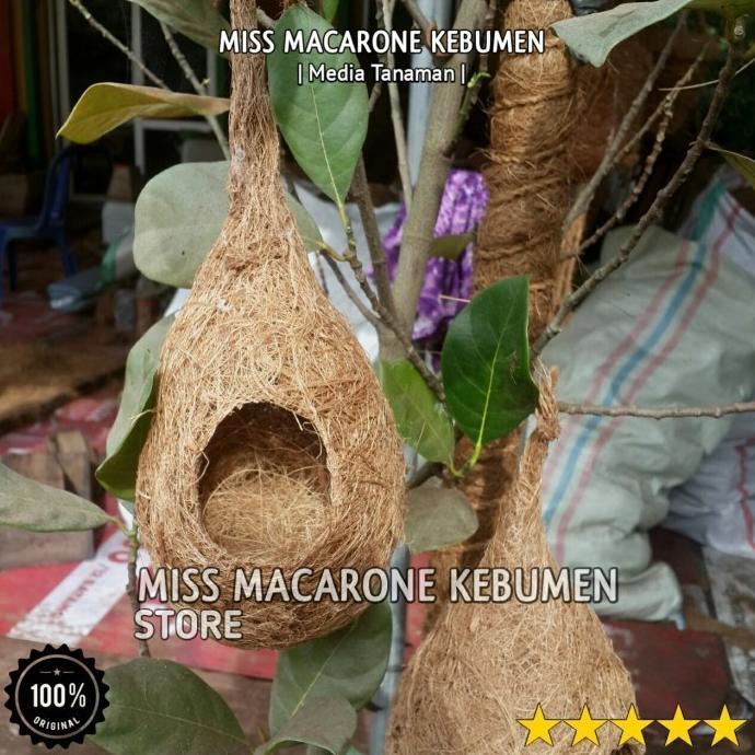 Readyyy sarang burung lovebird glodok burung murai parkit manyar sarang telur