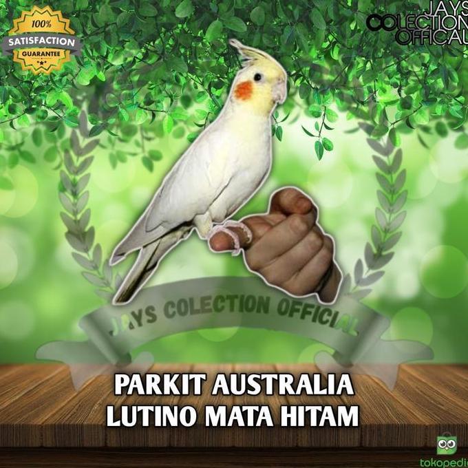BURUNG PARKIT AUSTRALIA / FALK LUTINO MATA HITAM murah