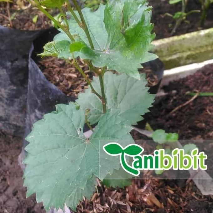 Bibit Anggur red master- Pohon Anggur - Tanaman cepat berbuah