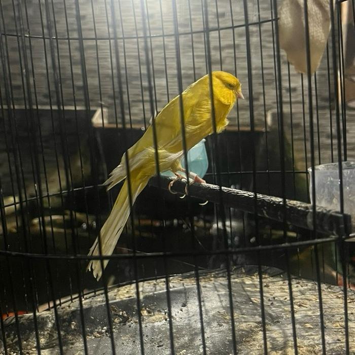 Kenari Rasmi Iran Topgrade 2025 Warna Menyala Burung Hias Berkualitas Tinggi New Stok