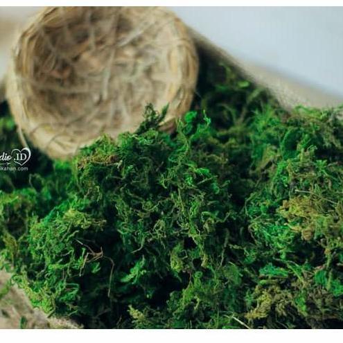 lumut HIJAU PREMIUM artificial 1 kg lumut kering rumput halus sintetis