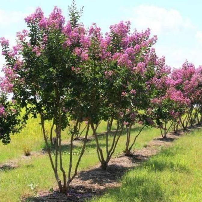 Pohon Bungur Sakura Tinggi 2 Meter | Pohon Pelindung Bungur Tinggi 2 Meter
