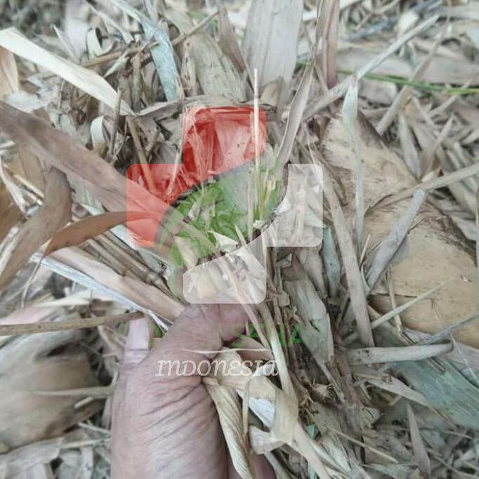 Daun Bambu Kering untuk Media Tanam Anggrek, Pupuk Kompos DLL