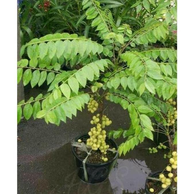 Bibit Cermai Super / Bibit Cermai Okulasi / Bibit Buah Buahan produk laris