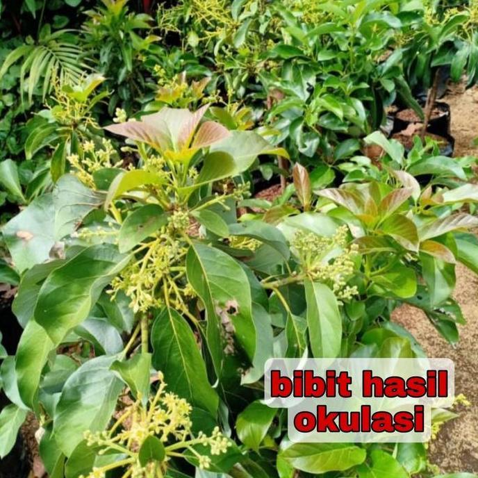 Bibit tanaman pohon buah apokat alpukat alator super jumbo produk laris
