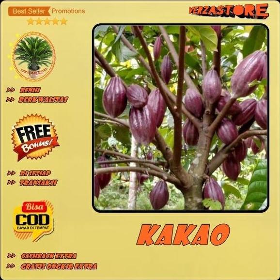 Biji Bibit Tanaman Buah Kakao Coklat Hibrida Super /10 biji produk laris