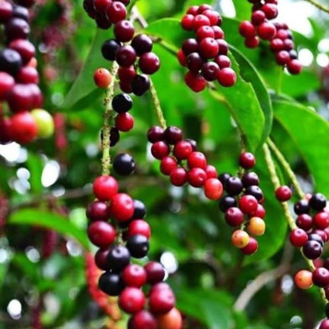 tanaman buni/bibit pohon buni/buah buni/pohon buni produk laris