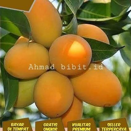 Promo POHON MANGGA MADU ANGGUR/TANAMAN BUAH MANGGA MADU/BIBIT MANGGA TAMBULAPOT