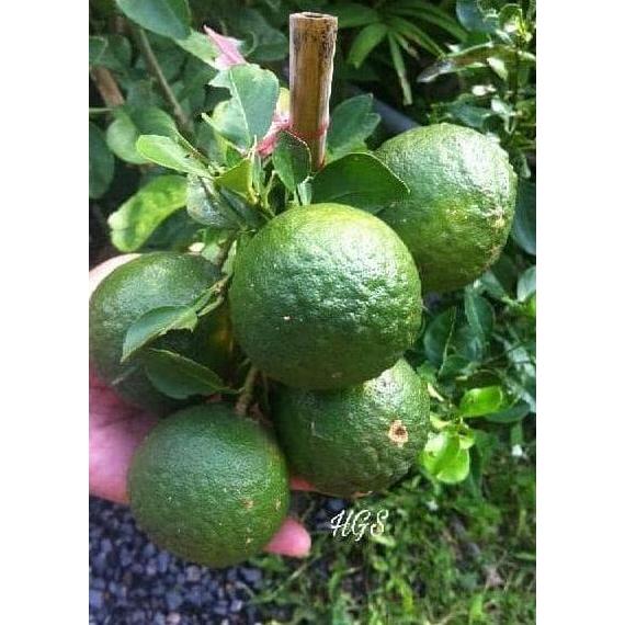 BIBIT JERUK PURUT BERBUAH BESAR HASIL CANGKOK BIBIT POHON BUAH MEDIA produk laris