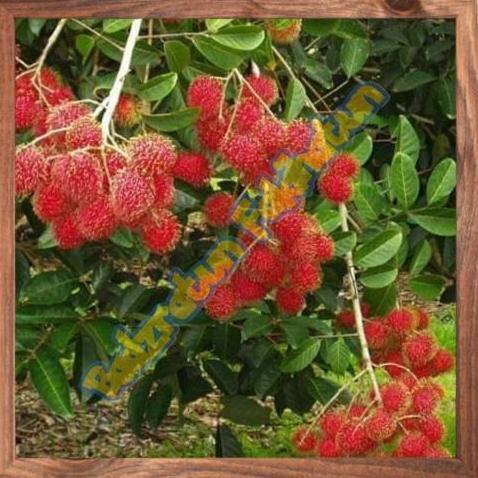 Bibit Buah Tanama Rambutan Rapiah Okulasi Steak Cangkok produk laris