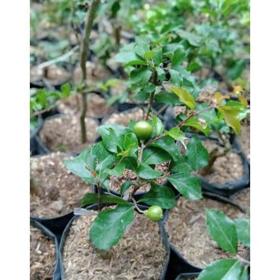 Bibit Buah Cherry Jepang Asli Sudah Berbuga/Berbuah Bibit produk laris