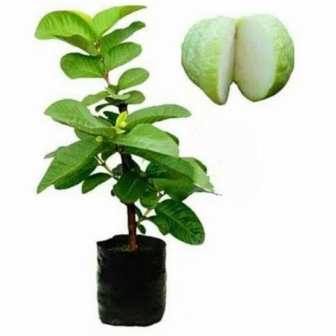 Bibit Pohon Jambu Sukun Putih/Buah Jambu Sukun produk laris