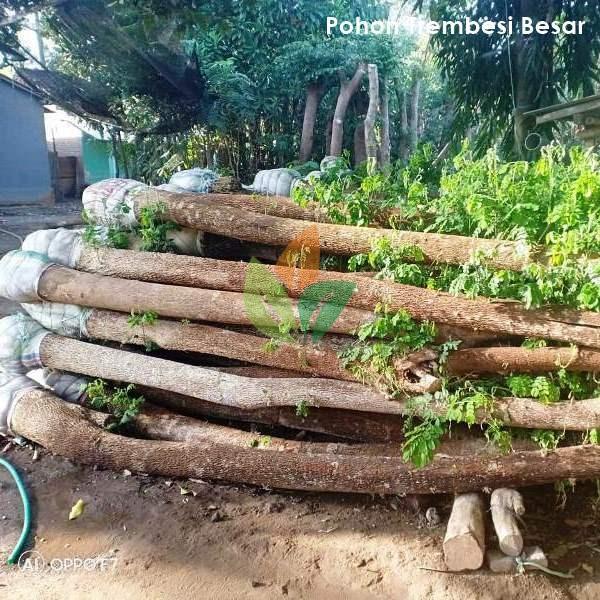 pohon trembesi/pohon pelindung