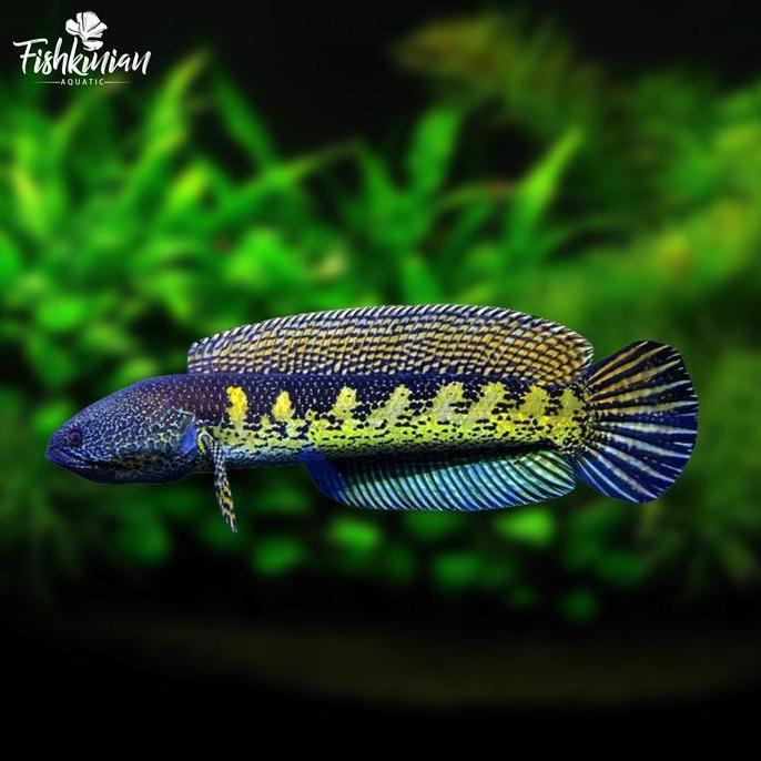 Sakana- Ikan Channa Auranti Grade A+ Rekondisi Bukan Po