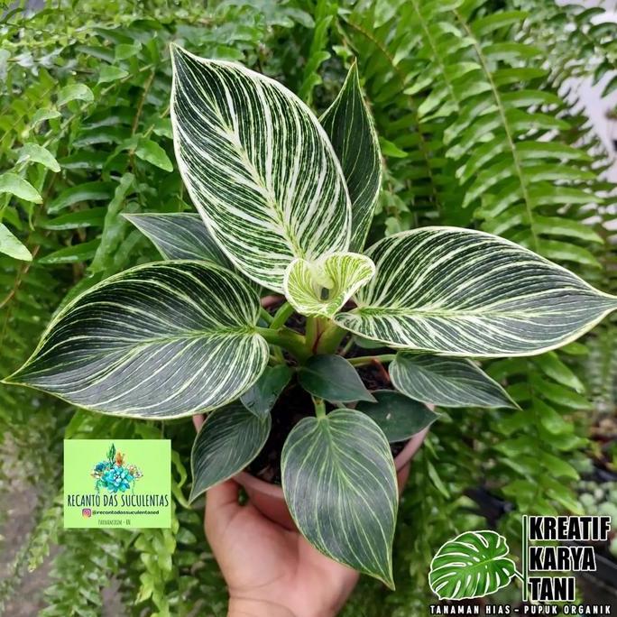 Fiore- Tanaman Hias Philodendron Birkin - Philo Birkin Tanaman