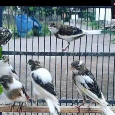 TERMURAH - Burung kenari loper bahan warna cerah