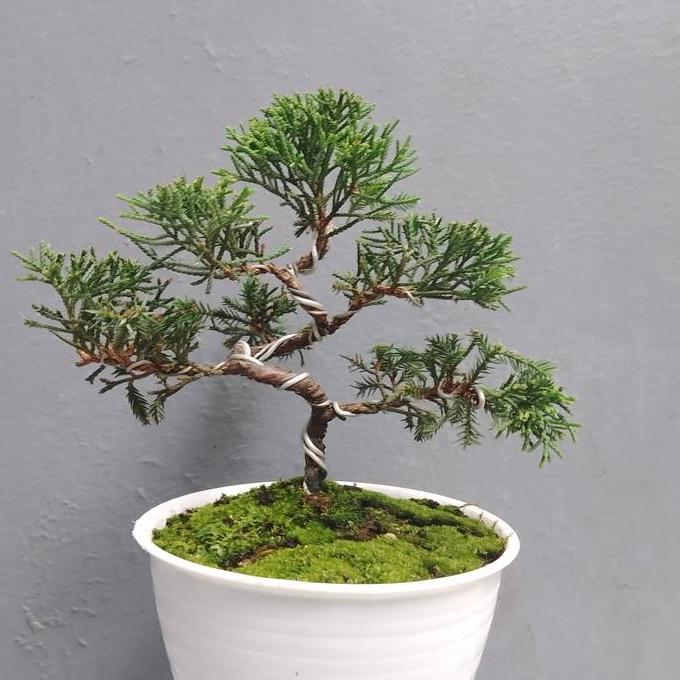 tanaman Bonsai Cemara puapua mame +pot plastik putih