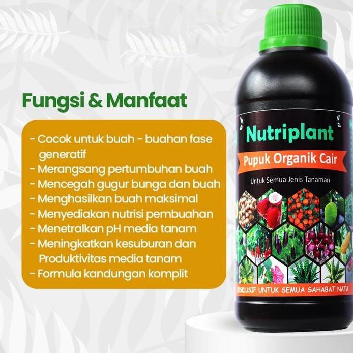 Pupuk Mangga | Pupuk Organik Cair Buah Mangga | Booster Mangga