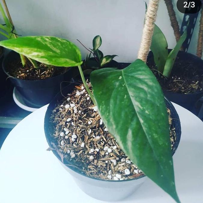 Media Tanam Tanaman Premium Sultan Aroid Monstera Variegata, Aglonema