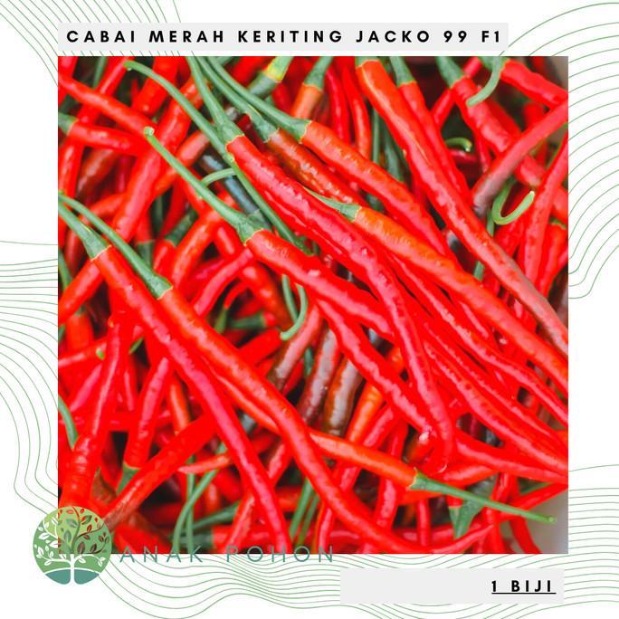 Ready Benih Bibit Biji - Cabai Merah Keriting JACKO 99 F1 Pedas Seeds