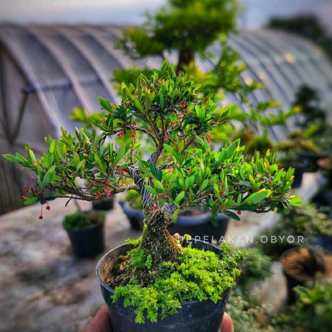 Bonsai Mini Mame dan Shito Cendrawasih micro Formal Karakter Sudah jadi