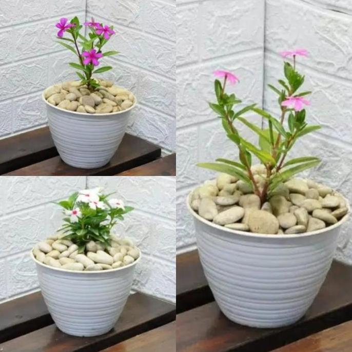 TANAMAN HIAS BUNGA VINCA + POT TAWON