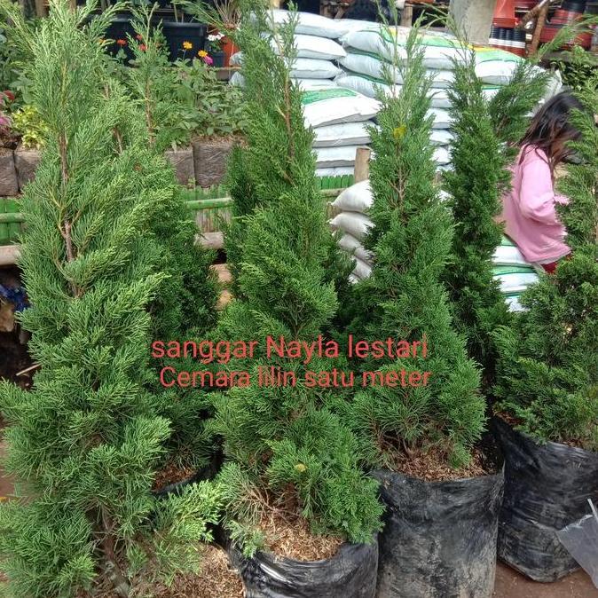 Tanaman hias Cemara lilin 1 meter