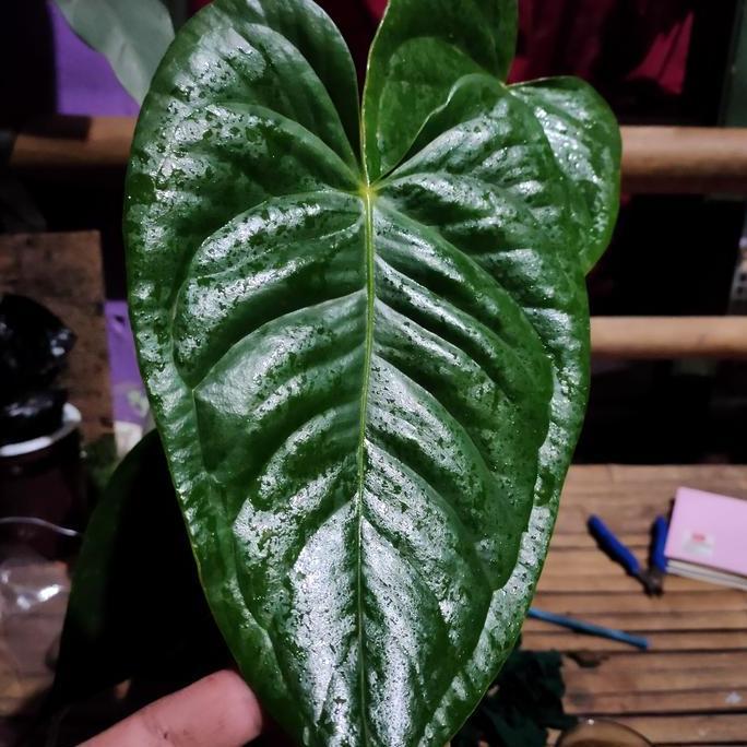Anthurium Veitchii x Papillilaminum REALPICT KOLEKSI