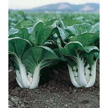 Ready Benih / Bibit / Biji - Pak Choi White / Pak Choy Putih SUPER