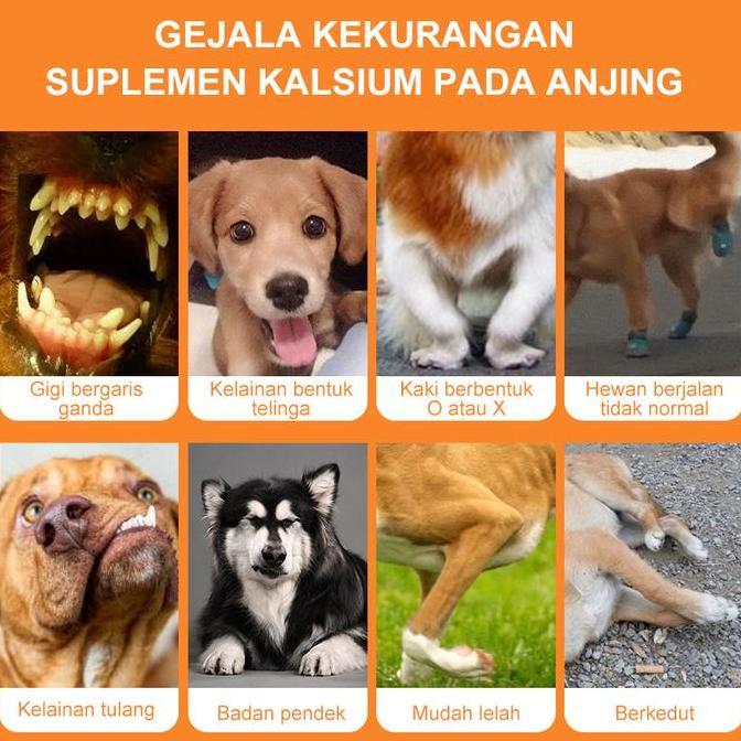 puainta kalsium susu  anjing dan kucing tinggi kalsium anjing & kucing untuk pertumbuhan tulang & pe
