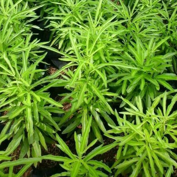 Tanaman Zodia Anti Nyamuk | Pohon zodiak/zodia | Tanaman Hias Zodia