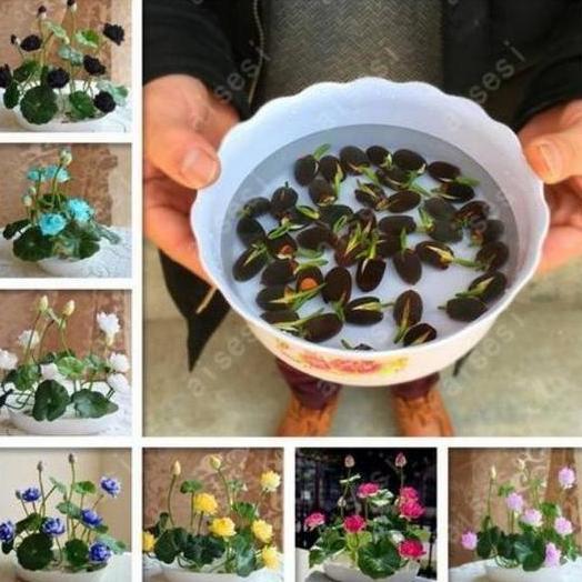 Biji Benih Lotus Mini Bunga Teratai - Hijau