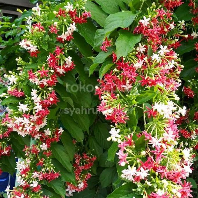 tanaman merambat melati Belanda bunga tumpuk